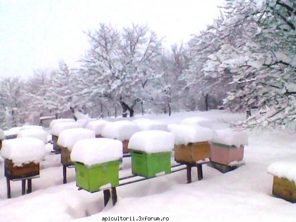 stupi in iarna poze